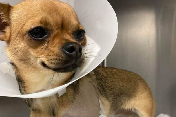 Chihuahua being cared for by the RSPCA Essex South, Southend and District Branch